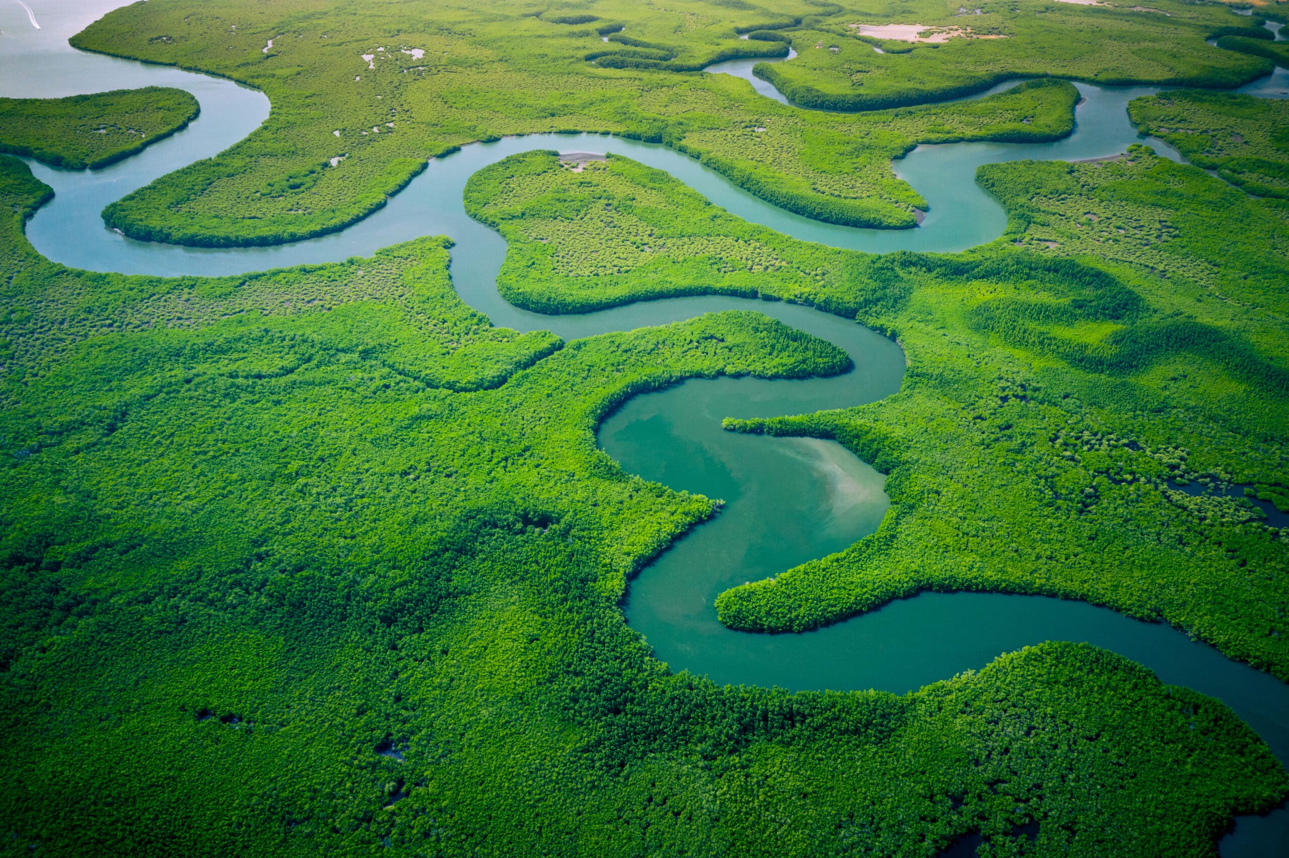 Aerial view of mangrove forest in Gambia.