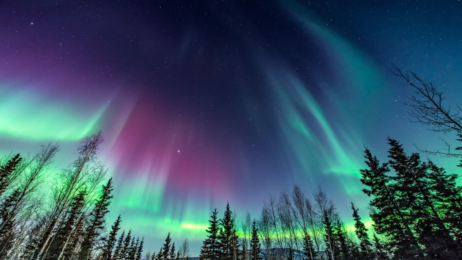 Northern lights over a forest