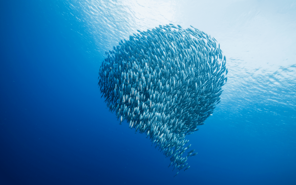 school of fish